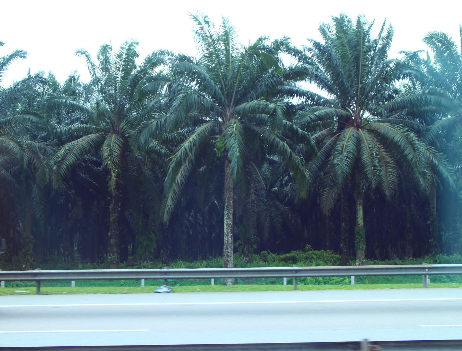 6/19中午告別新加坡前往馬來西亞新山高速公路上，兩旁看不到任何房屋，盡是棕櫚樹，馬來西亞以農立國